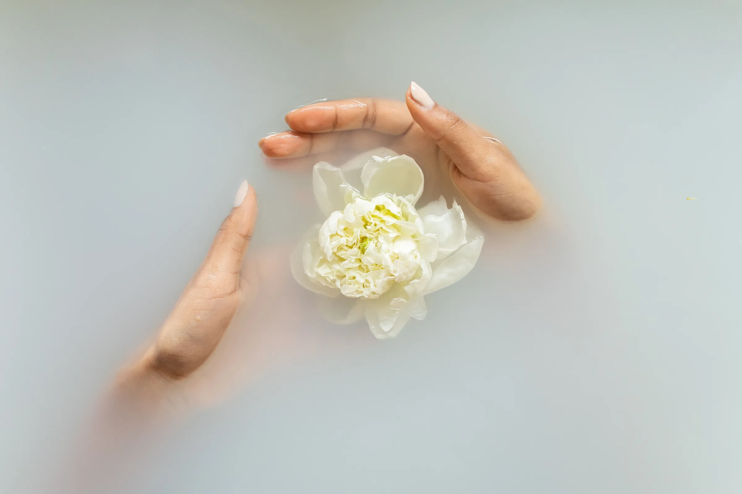Hands holding a white rose in milky water